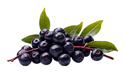 acai-berry-extract