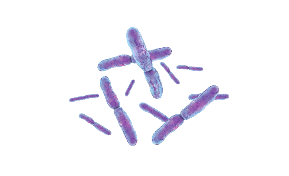 bifidobacterium-bifidum
