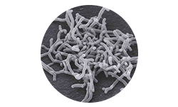 bifidobacterium-longum