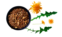 dandelion-root-extract