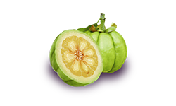 Garcinia Cambogia