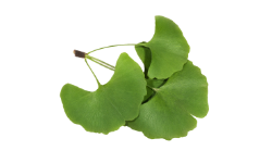 ginkgo-biloba-leaf