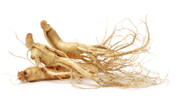 korean-ginseng