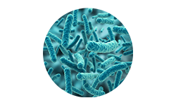 Lactobacillus Acidophilus