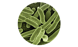 lactobacillus-acidophilus