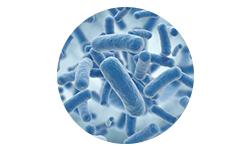 lactobacillus-gasseri