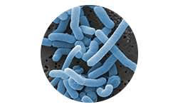 lactobacillus-paracasei