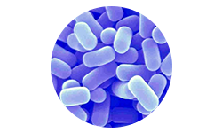 lactobacillus-plantarum