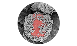 lactobacillus-reuteri