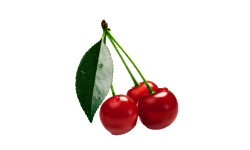 montmorency-cherry