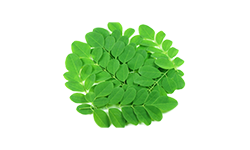 Organic Moringa Leaf