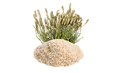 Psyllium Husk