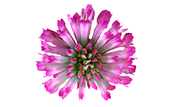 red-clover-extract