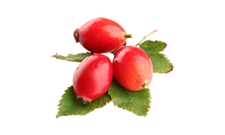 Rosehip Extract