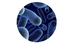 bifidobacterium-bifidum