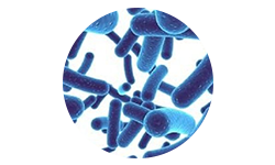 bifidobacterium-lactis