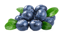 blueberry-from-60mg-of-a-10-1-extract