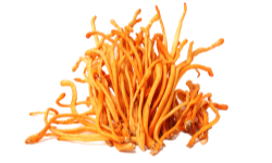 cordyceps-mushroom