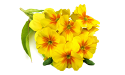 evening-primrose-oil