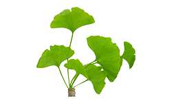ginkgo-biloba-leaf