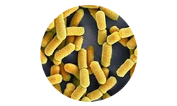 lactobacillus-rhamnosus