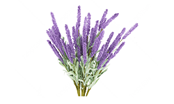 lavender-grass