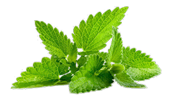 lemon-balm-10-1-extract