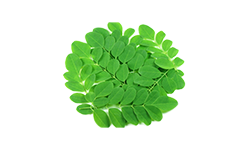 organic-moringa-leaf