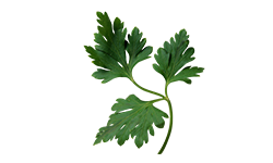 parsley-piert-extract-5-1