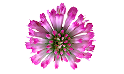 red-clover-plant