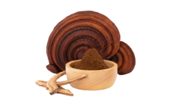 reishi-mushroom-fruiting-powder