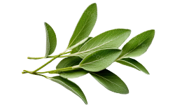 sage-leaf