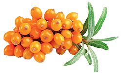 seabuckthorn-fruit