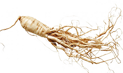 siberian-ginseng-root
